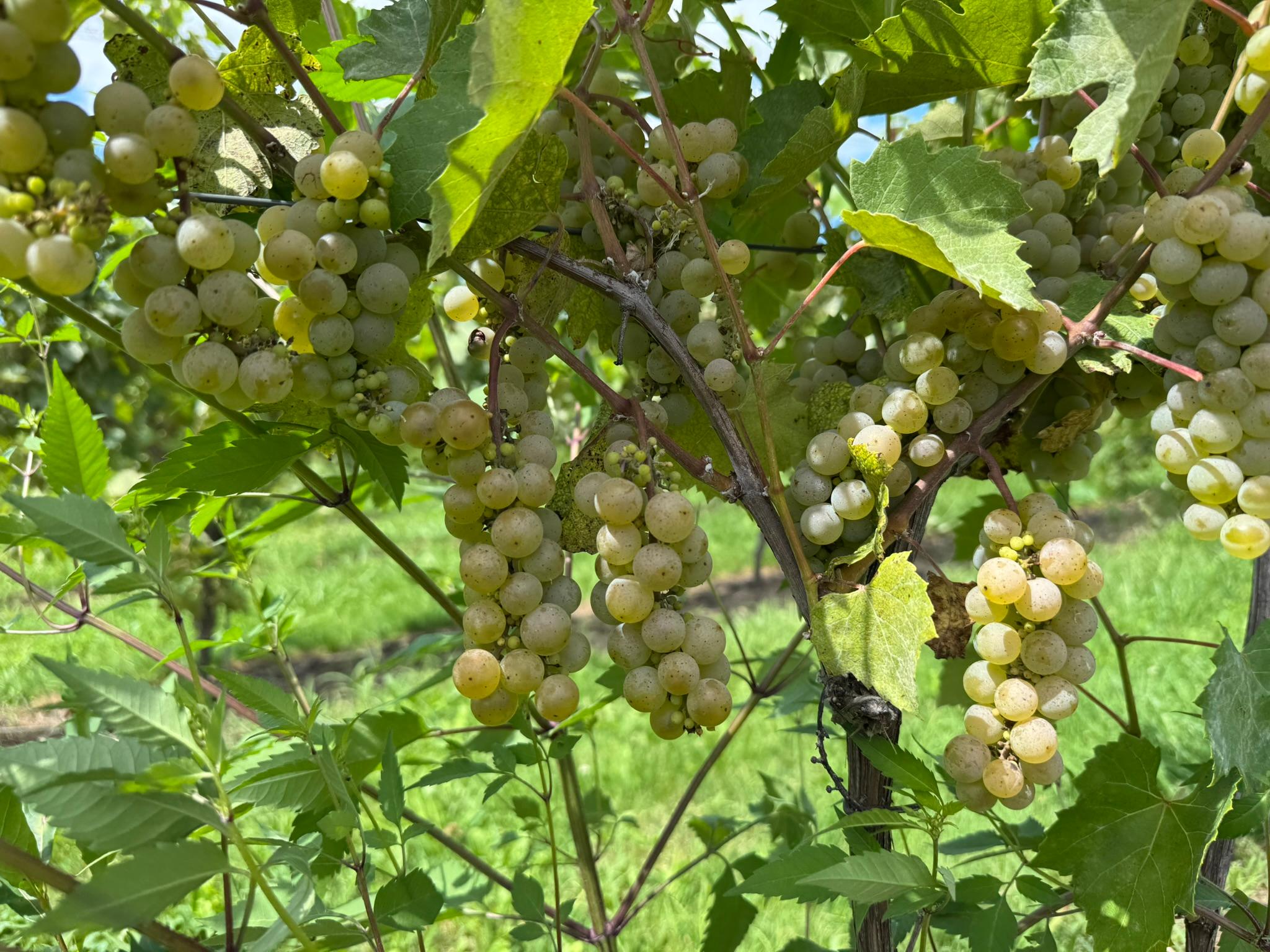 Yellow-green grape clusters ripening on the vine, surrounded by green leaves. Sunlight highlights the fruit, which is beginning to soften and turn golden.